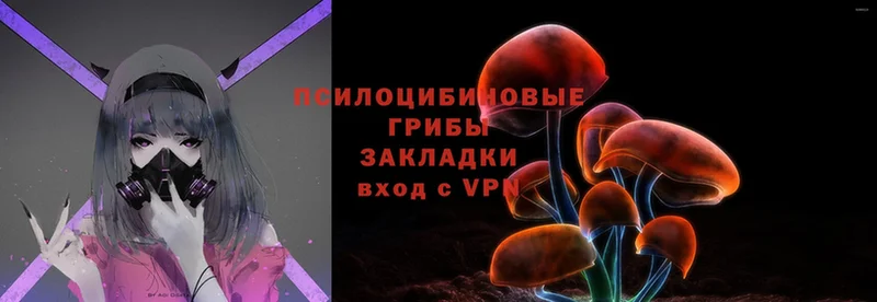 Галлюциногенные грибы Psilocybine cubensis  omg онион  Норильск 